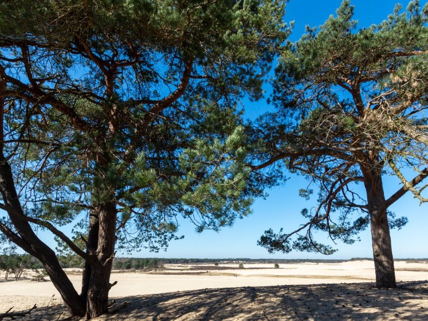Loon op Zand Centric Burgerzaken.jpg
